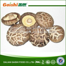 Champignon shiitake sec de 2-3cm HACCPO à vendre